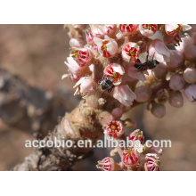 Ácido Boswellico 100% natural (60, 65%) da Frankincense